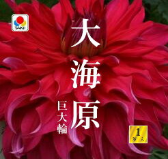 楽天市場 春植え球根 ダリア 秋田セレクション 大海原 1球入り ガーデニングどっとコム