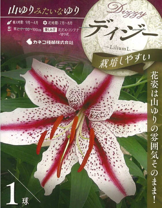 楽天市場】秋植え球根〜春植え球根 山ゆり みたいな ゆり ディジー1球 
