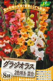 春植え球根　グラジオラス　2色咲き混合　8球入～バイカラーミックス