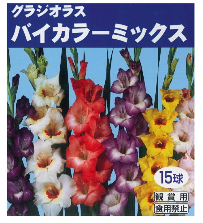 楽天市場 春植え球根 グラジオラス バイカラーミックス 15球入 ガーデニングどっとコム 楽天市場 春植え球根 グラジオラス バイカラーミックス 15球入 ガーデニングどっとコム