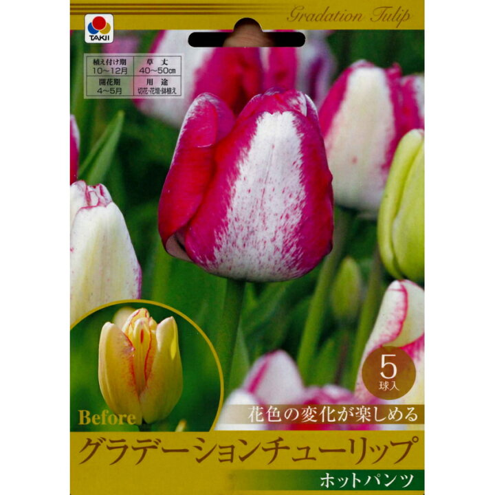 楽天市場 秋植え球根 グラデーションチューリップ ホットパンツ 5球入 ガーデニングどっとコム