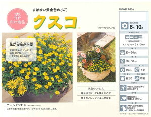 楽天市場 予約販売 サントリー リトルチュチュ クスコ9cmポット苗3月下 ガーデニングどっとコム 楽天市場 予約販売 サントリー リトルチュチュ クスコ9cmポット苗3月下 ガーデニングどっとコム