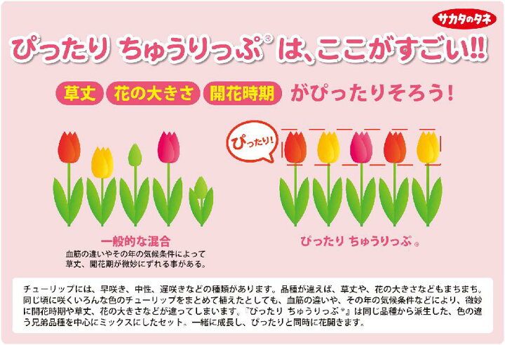 楽天市場 秋植え球根チューリップぴったりちゅうりっぷ3種混合10球入 ガーデニングどっとコム 楽天市場 秋植え球根チューリップぴったりちゅうりっぷ3種混合10球入 ガーデニングどっとコム