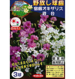 春植え球根　野放し球根　宿根オキザリス混合　3球入