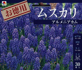 楽天市場 ムスカリ アルメニアカムの通販