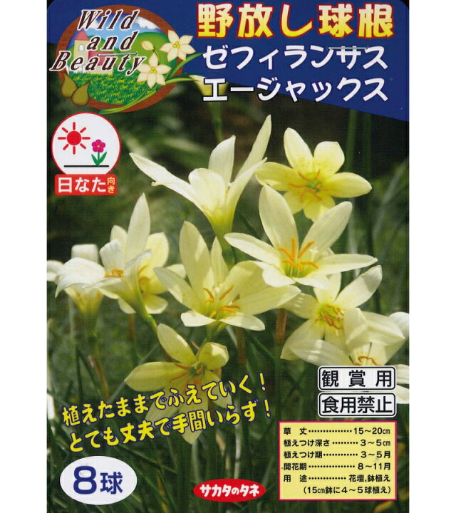 楽天市場 春植え球根 野放し球根 ゼフィランサス エージャックス ８球入 ガーデニングどっとコム