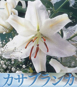球根 カサブランカの人気商品 通販 価格比較 価格 Com 球根 カサブランカの人気商品 通販 価格比較 価格 Com