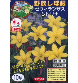 春植え球根　野放し球根　ゼフィランサス　シトリナ　10球入