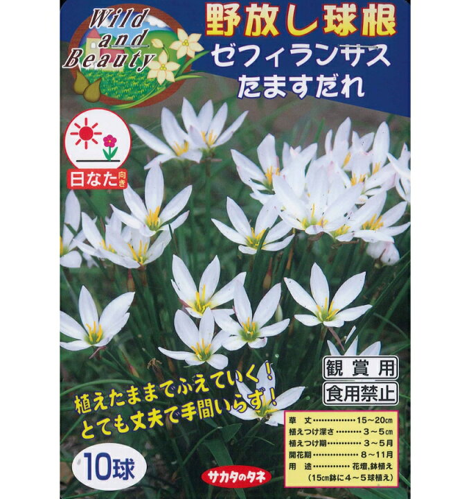 楽天市場 春植え球根 野放し球根 ゼフィランサス たますだれ 10球入 ガーデニングどっとコム