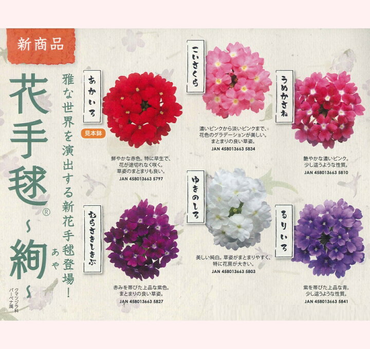 楽天市場 花苗販売3月末 発送 サントリー 花手毬 絢 花てまり 9cmポット苗 ガーデニングどっとコム