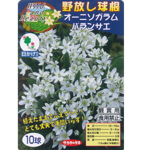 球根 オーニソガラムの通販 価格比較 価格 Com