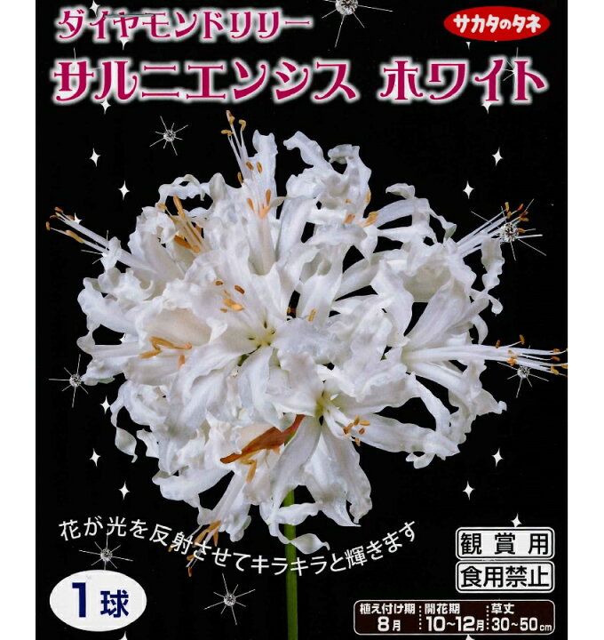 楽天市場 秋植え球根 ダイヤモンドリリー サルニエンシス ホワイト 1球入 ネリネ ガーデニングどっとコム