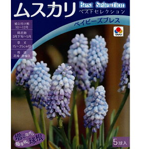 HA@XJ xXgZNV@xCr[YuX 5` ser.