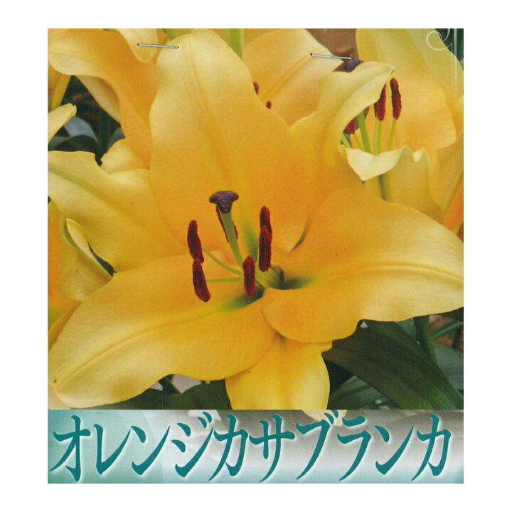 楽天市場 秋植え球根 春植えオレンジカサブランカ テラソル 1球入り ガーデニングどっとコム