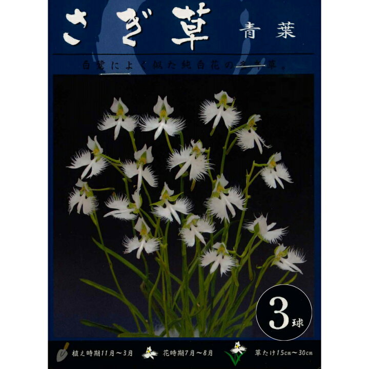 楽天市場 春植え球根 サギソウ 青葉 ３球入り鷺草 さぎ草 サギ草 ガーデニングどっとコム
