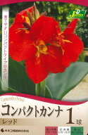 春植え球根　コンパクト カンナ レッド　1球〜カンナ 赤花