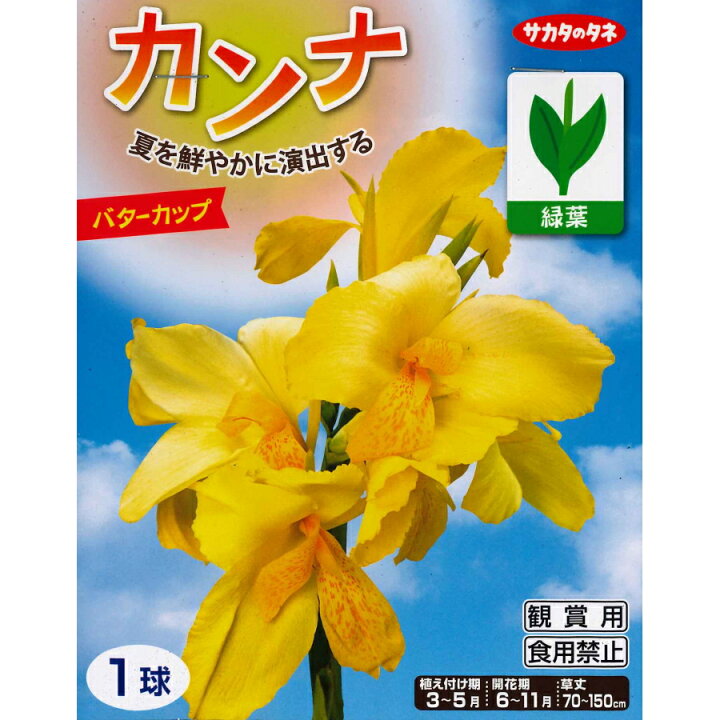 楽天市場 春植え球根 カンナ バターカップ 1球入り ガーデニングどっとコム