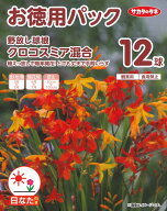 春植え球根　野放し球根　クロコスミア混合　12球入 〜お徳用パック ヒメヒオウギスイセン