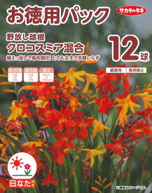 春植え球根　野放し球根　クロコスミア混合　12球入 ～お徳用パック