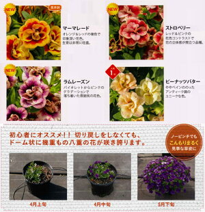 楽天市場 花苗販売3月末 発送 サントリーフラワーズ ミリオンベル9cmポット苗 プチホイップ ガーデニングどっとコム