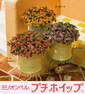 楽天市場 花苗販売3月末 発送 サントリーフラワーズ ミリオンベル9cmポット苗 プチホイップ ガーデニングどっとコム