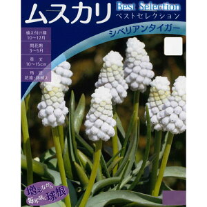 HA@XJ xXgZNV@VxA^CK[ 5` ser.