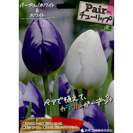 楽天市場 チューリップ 紫の通販