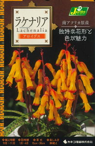 HA@PiA@e `ƓȉԌ`ƐF AtJ qAVX ACfX ^rX rfBt[