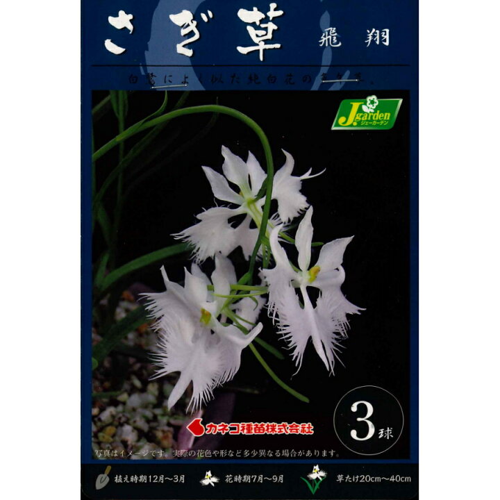 楽天市場 春植え球根 サギソウ 飛翔 ３球入り鷺草 さぎ草 サギ草 ガーデニングどっとコム