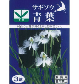 春植え球根　サギソウ　青葉　裸球3球入 パッケージなし 〜 鷺草 さぎ草 サギ草 種子