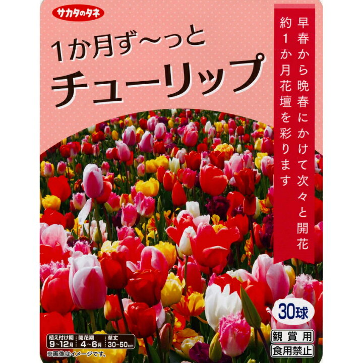 楽天市場 秋植え球根チューリップ １か月ず っとチューリップ 30球入り ガーデニングどっとコム