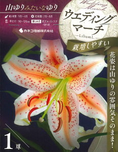 HA`tA@R ݂ S@EGfBO}[` 1 `IG^[ }̒ EGfCO}[`