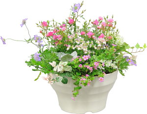 ^|bg tO[{[36^IV AC{[ ` {[v^[ ϗtA؉܂ VvŃIV