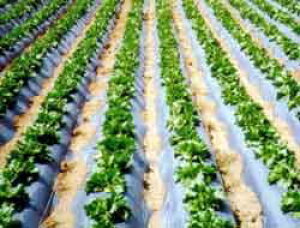 uϐtB̋⍕cC}`95cm×200mvx5{̏ꍇ͕ʓr+7,000~ǉ