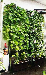 楽天市場 支柱 つる性植物用品 緑のカーテンセット ガーデニングどっとコム