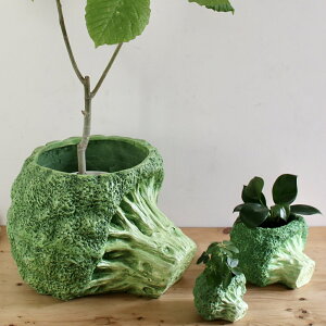 �x�W�|�b�g�@�u���b�R���[ BRGD1003�@1�` �x�W�^�u���|�b�g ��؃|�b�g �A�ؔ� �C�`�S �u�h�E �u���b�R���[