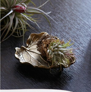 ANZT[ gC@S[h [tA DRDF1220 `F A 󂯎M u t