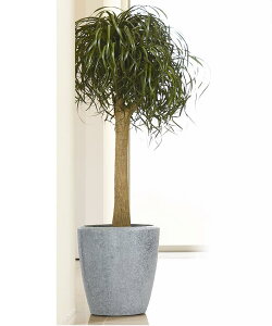 OXt@Co[Jo[@uCgBR-48GR@ی^O[͕ʓr+10,000~ǉ