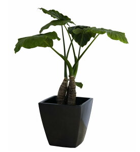 OXt@Co[Jo[@A[o|bgAS-35MGR@^bNO[͕ʓr+10,000~ǉ