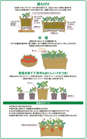 楽天市場 植物別専用土 いちごの土 ガーデニングどっとコム
