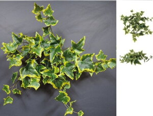 Εt ϗtA}OvciwfCG[@DCMP-004j񂹂̏ꍇ`{̎ }OlbgC~e[Vvc MagPlants