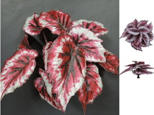 観葉植物 ベゴニアの人気商品 通販 価格比較 価格 Com 観葉植物 ベゴニアの人気商品 通販 価格比較 価格 Com