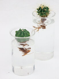 GLASS BULB BASE SHORT　球根用フラワーベース　ショート【KEGY4060】ガラス花瓶　水耕栽培