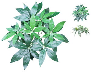 Εt ϗtA}OvcipL@DCMP-011񂹂̏ꍇ`{̎ }OlbgC~e[Vvc MagPlants