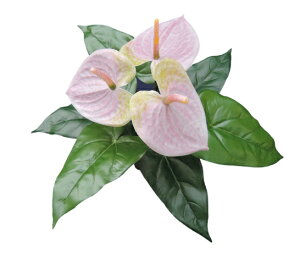 Εt ϗtA}OvciAXEzCg@DCMP-008j񂹕i`{̎ ǖʗΉ }OlbgC~e[Vvc