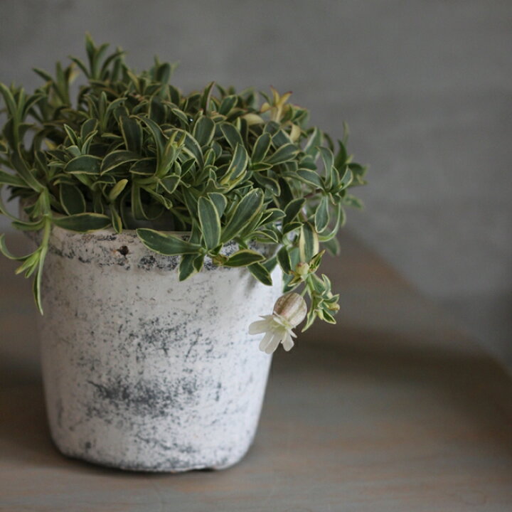 楽天市場 シレネ ユニフローラ 苗 6ポットセット ドレッツ バリエガータ 斑入り 常緑 宿根草 多年草 カラーリーフ 耐寒性 寄せ植え 花壇ポット Gardens ガーデンズ