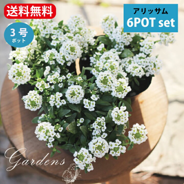 「アリッサム ホワイト 6POTセット 」ポット苗 花苗 |寄せ植え |花壇 |多年草 小花 白 | GARDENS(ガーデンズ)