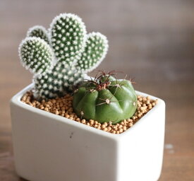 楽天市場 サボテンの通販