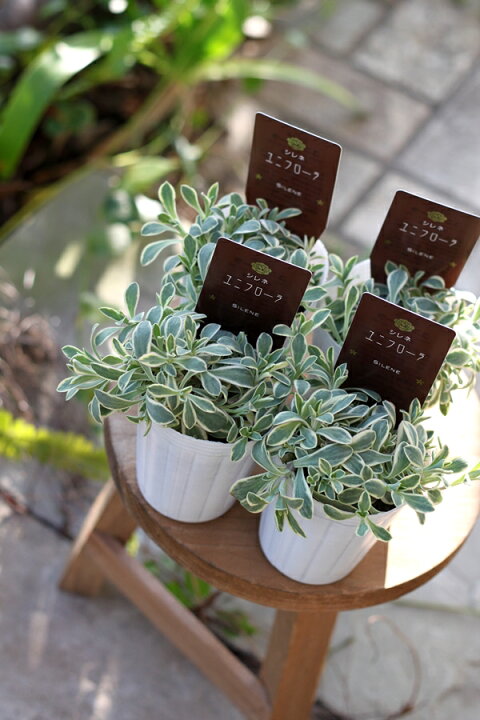 楽天市場 シレネ ユニフローラ 苗 6ポットセット ドレッツ バリエガータ 斑入り 常緑 宿根草 多年草 カラーリーフ 耐寒性 寄せ植え 花壇ポット Gardens ガーデンズ