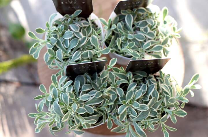 楽天市場 シレネ ユニフローラ 苗 6ポットセット ドレッツ バリエガータ 斑入り 常緑 宿根草 多年草 カラーリーフ 耐寒性 寄せ植え 花壇ポット Gardens ガーデンズ